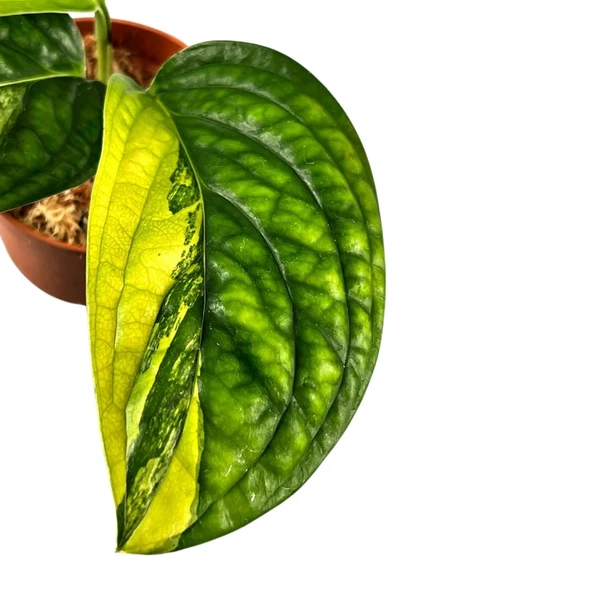 Monstera 'Peru Variegata' (Deve Tabanı) ürün görseli