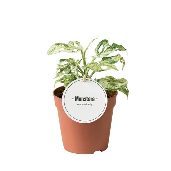 Monstera Adansonii 'Frozen Freckles' (Deve Tabanı) ürün görseli