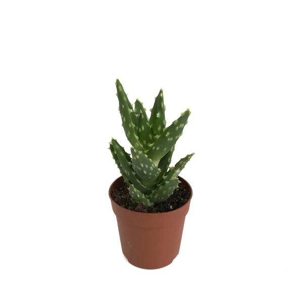 Aloe Mitriformis (Kaktüs) ürün görseli
