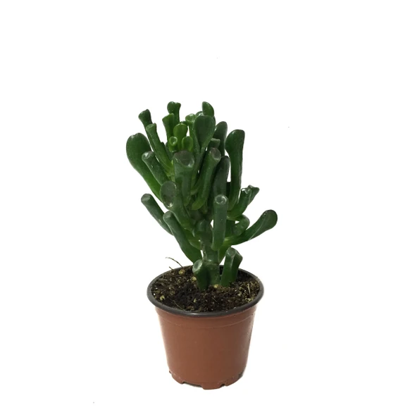Crassula Ovata 'Golum' (Sukulent) ürün görseli