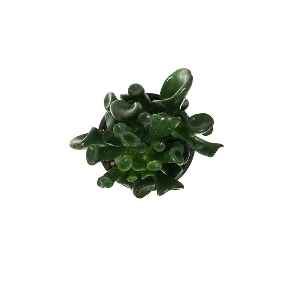 Crassula Ovata 'Golum' (Sukulent) - Resim 2