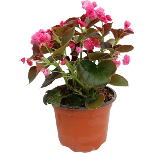 Begonia (Begonya Çiçeği) Pembe 10-20 cm - Resim 2