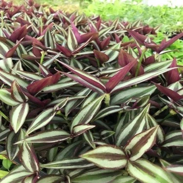 Yeşil Kahve Tradescantia Zebrina Telgraf Çiçeği Fidanı 10-20 cm - 3
