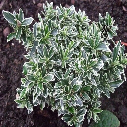 Alacalı Şimşir Fidanı 40-60 cm ürün görseli