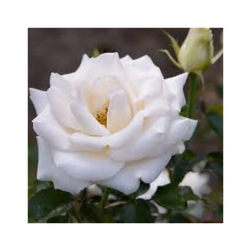 Yediveren Gül Fidanı Beyaz 15-25 cm - Resim 2