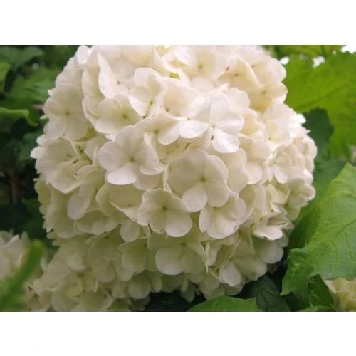 Kartopu Çiçeği Fidanı Beyaz 40-60 cm ürün görseli