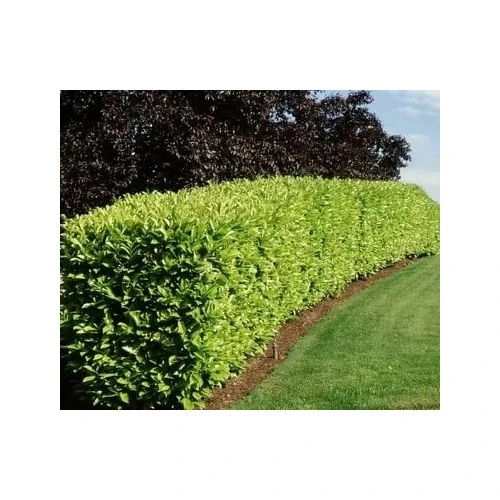 Lisudum Kartopu Çiçeği Fidanı Saksılı 40-60 cm - Resim 3