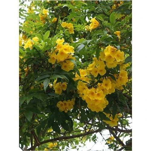 Sarı Acem Borusu Çiçeği Fidanı 40-60 cm - Resim 2