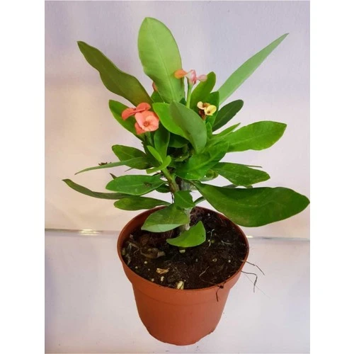 Dikenler Tacı Euphorbia Milli Fidanı 10-20 cm - 1