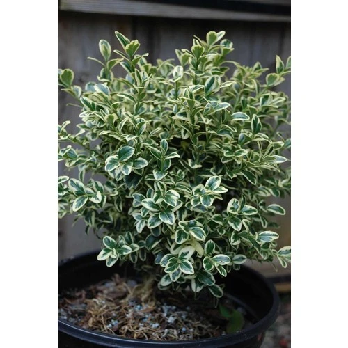 Alacalı Şimşir Fidanı 40-60 cm - Resim 2