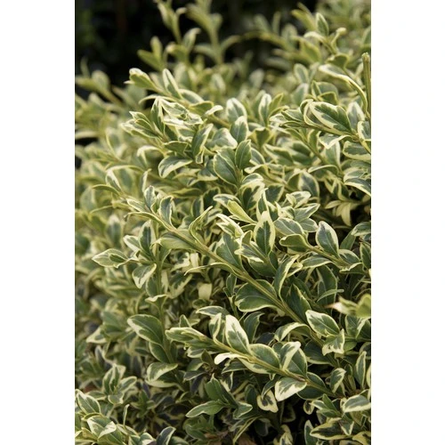 Alacalı Şimşir Fidanı 40-60 cm - Resim 3