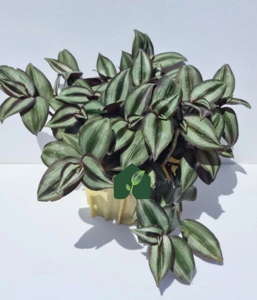 Yeşil Kahve Tradescantia Zebrina Telgraf Çiçeği Fidanı 10-20 cm - 4