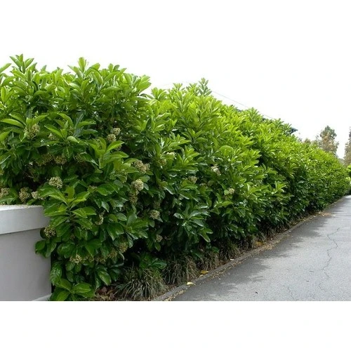 Lisudum Kartopu Çiçeği Fidanı Saksılı 40-60 cm - Resim 2