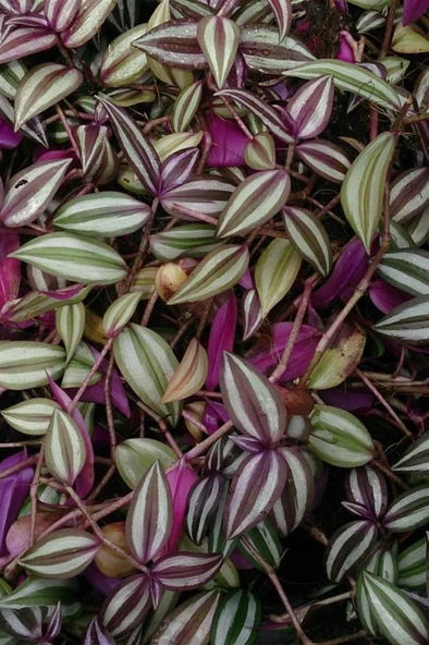 Yeşil Kahve Tradescantia Zebrina Telgraf Çiçeği Fidanı 10-20 cm - 2