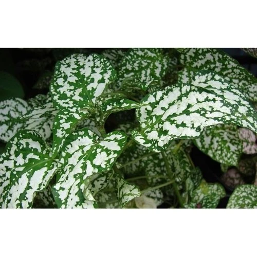 Hostes Çiçeği Beyaz Benek Hypoestes Phyllostachya 10-20 cm ürün görseli