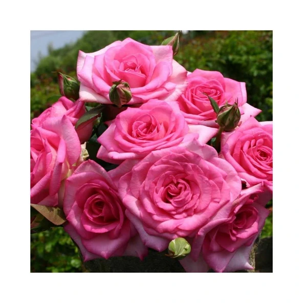 Yediveren Isparta Reçellik Gül Fidanı  Rosa Damascena 10-20 Cm ürün görseli