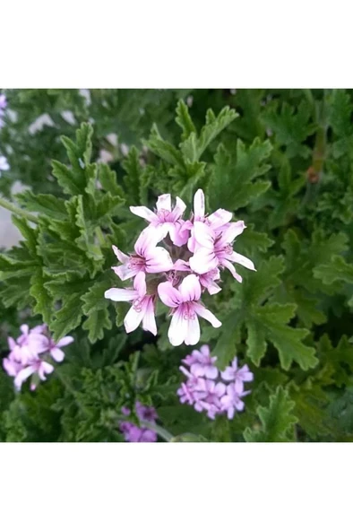 Saksılı Gül Damlası Itır Çiçeği 10-20 cm - Resim 2