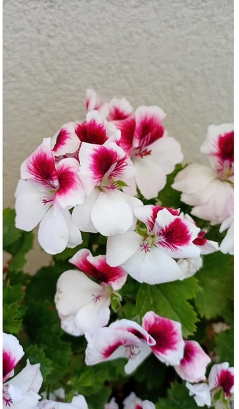 Canan Ceylan Gözlü Sardunya Fidanı Mor Beyaz 10-20 Cm ürün görseli