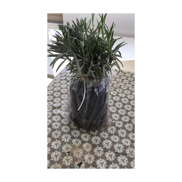 Koyu Mor Lavanta Fidanı 20 Adet 15-25 cm Intermedia - Resim 2