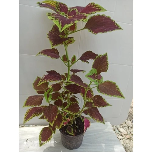 Yaprak Güzeli Yaprağı Güzel Çiçeği 10-20 cm - Resim 2