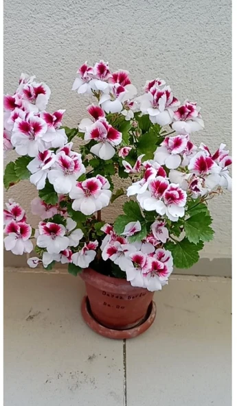 Canan Ceylan Gözlü Sardunya Fidanı Mor Beyaz 10-20 Cm - Resim 2