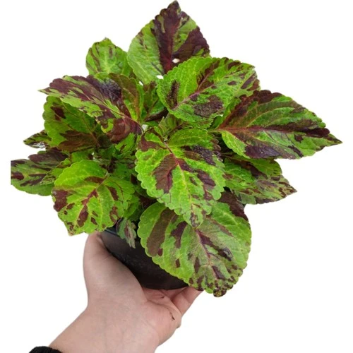 Koleus Solenostemon Yaprak Güzeli Kolyos Çiçeği 10-20 cm ürün görseli