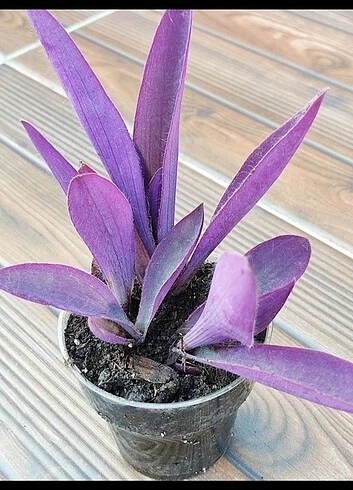 Tradescantia Purple Passion Mor Telgraf Çiçeği Fidanı 10-20 cm - Resim 2