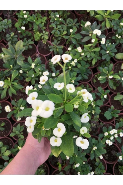 Dikenler Tacı Çiçekli  Milli (BEYAZ) 10-20 cm - Resim 2