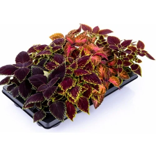 Yaprak Güzeli Çiçeği 1 Adet Saksılı 10-20 cm Kolyos ürün görseli