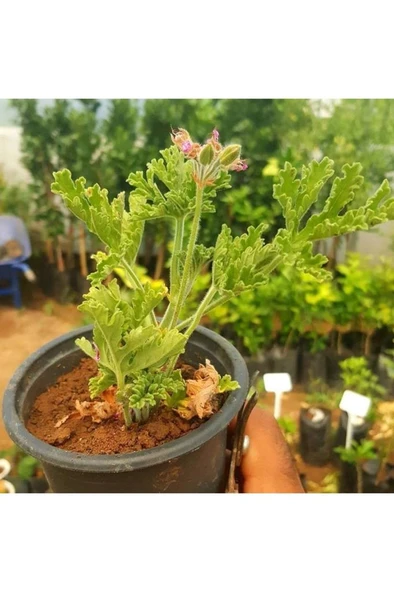 Saksılı Gül Damlası Itır Çiçeği 10-20 cm - Resim 3