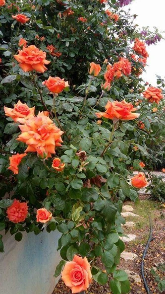 Somon Kayısı Sarmaşık Gül Fidanı 5 Adet 10-20 Cm - Resim 3