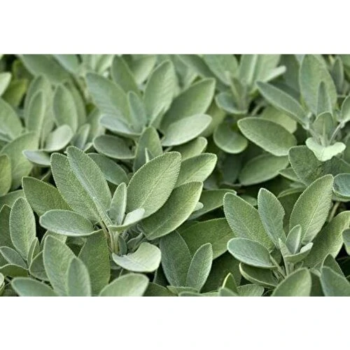 Aromatik Adaçayı Fidanı Fidesi Tüplü 15-25 cm (1 Adet) - Resim 3