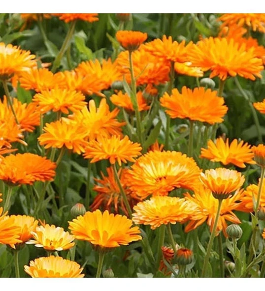 10 Lu Bitki Fidan Çiçek Seti Kabristan Mezarlık İçin ürün görseli