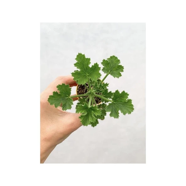 Karışık Renk Ceylangözü Sardunya Fidesi Fidanı 8.5 cm Saksıda - Resim 3