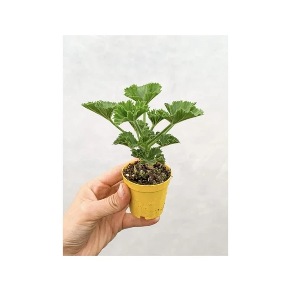 Karışık Renk Ceylangözü Sardunya Fidesi Fidanı 8.5 cm Saksıda - Resim 2