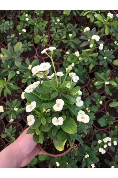 Dikenler Tacı Çiçekli  Milli (BEYAZ) 10-20 cm - Resim 4