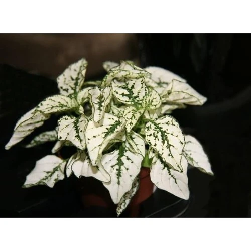 Hostes Çiçeği Beyaz Benek Hypoestes Phyllostachya 10-20 cm - Resim 3