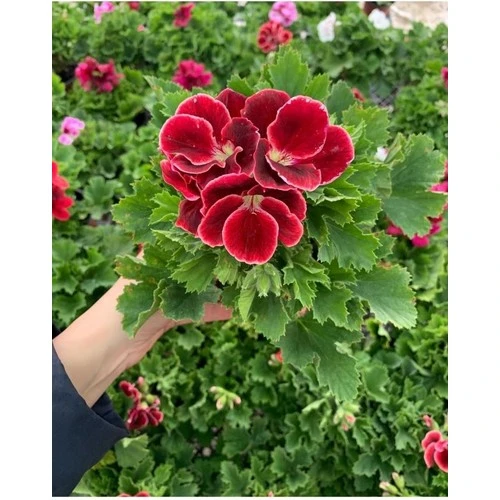 Hatice Sultan Koyu Kırmızı Ceylan Gözü Sardunya Fidanı 10-20 cm ürün görseli