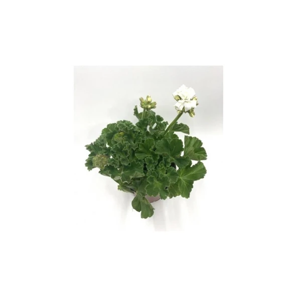 Beyaz Sardunya Çiçeği Fidanı 10-15 cm ürün görseli