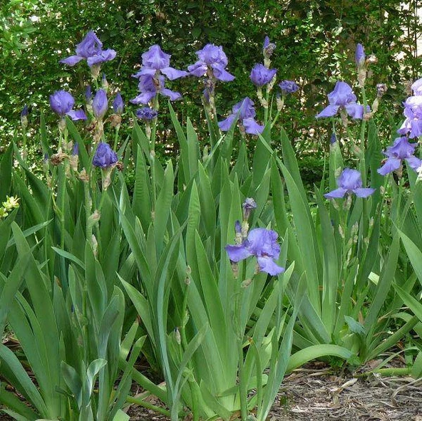 8 Li Bitki Fidan Çiçek Seti Kabristan Mezarlık İçin 10-20 cm - Resim 2