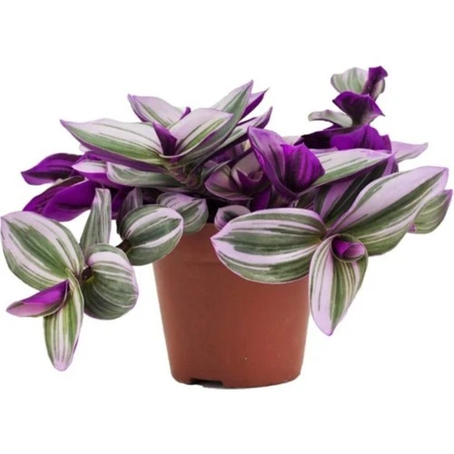 Tradescantia Nanouk Pembe Telgraf Çiçeği 10-20 cm ürün görseli