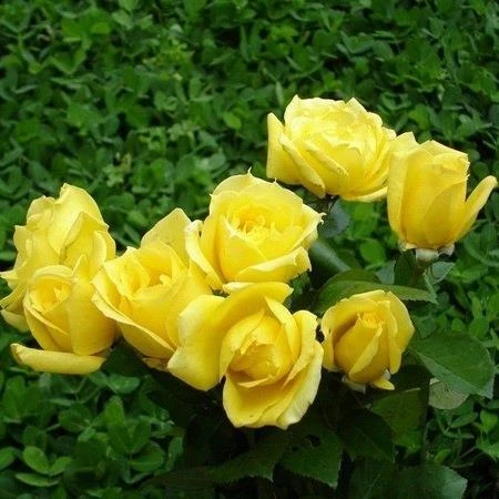 Sarı Gül Fidanı Yediveren 1 Adet 10-20 cm ürün görseli