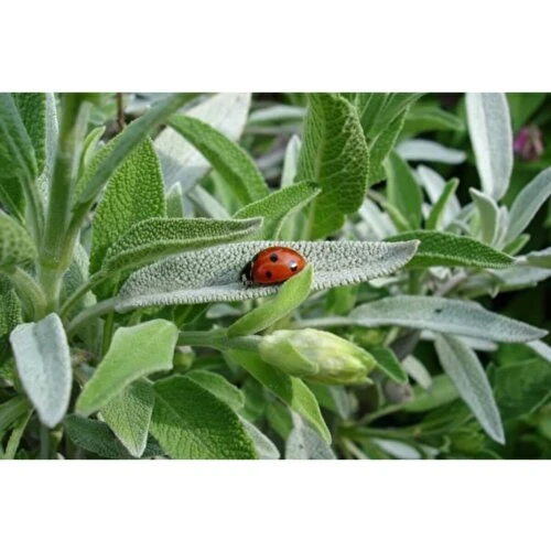 Aromatik Adaçayı Fidanı Fidesi Tüplü 15-25 cm (1 Adet) ürün görseli