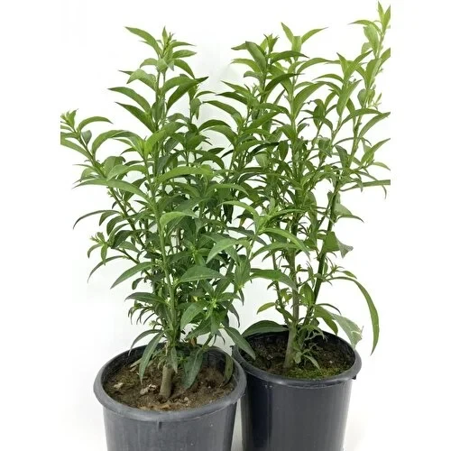 Kolonya Çiçeği Akşam Gece Sefası Melisa Fidanı 2 Adet 10-20 cm - Resim 2