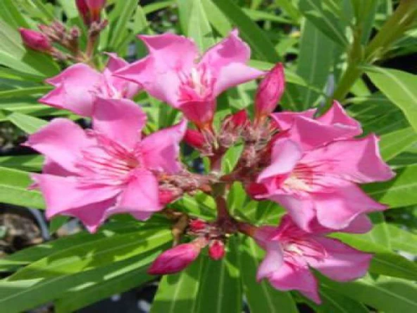 Zakkum Çiçeği Fidanı 1 Adet Nerium Oleander 30-50 Cm ürün görseli