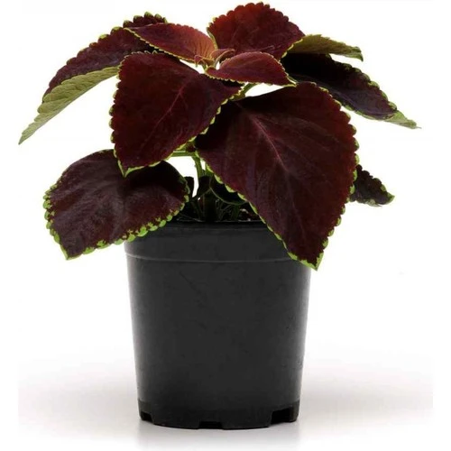 Alacalı Yaprak Güzeli Çiçeği 3 Adet Saksıda Kolyos Coleus 10-20 cm - Resim 3