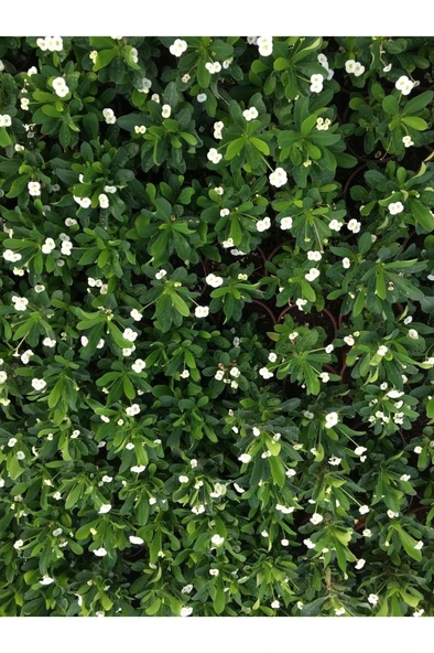 Dikenler Tacı Çiçekli  Milli (BEYAZ) 10-20 cm ürün görseli