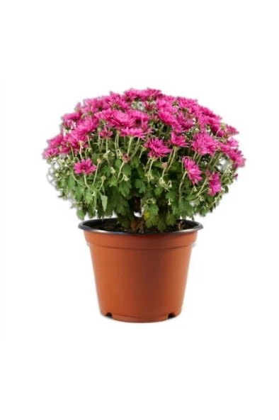 Pembe Kasımpatı Krizantem Hüzün Çiçeği Chrysanthemum 10-20 cm ürün görseli
