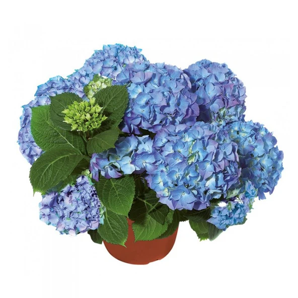 Mavi Ortanca Fidanı Fidesi Hydrangea Macrophylla 10-20 Cm - Resim 4