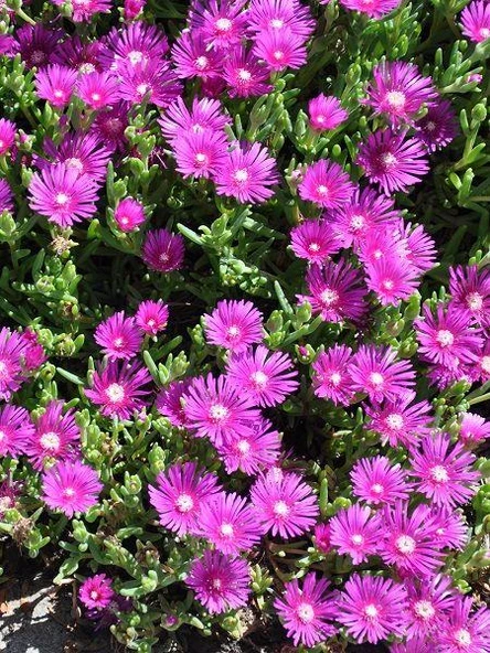 8 Li Bitki Fidan Çiçek Seti Kabristan Mezarlık İçin 10-20 cm - Resim 3